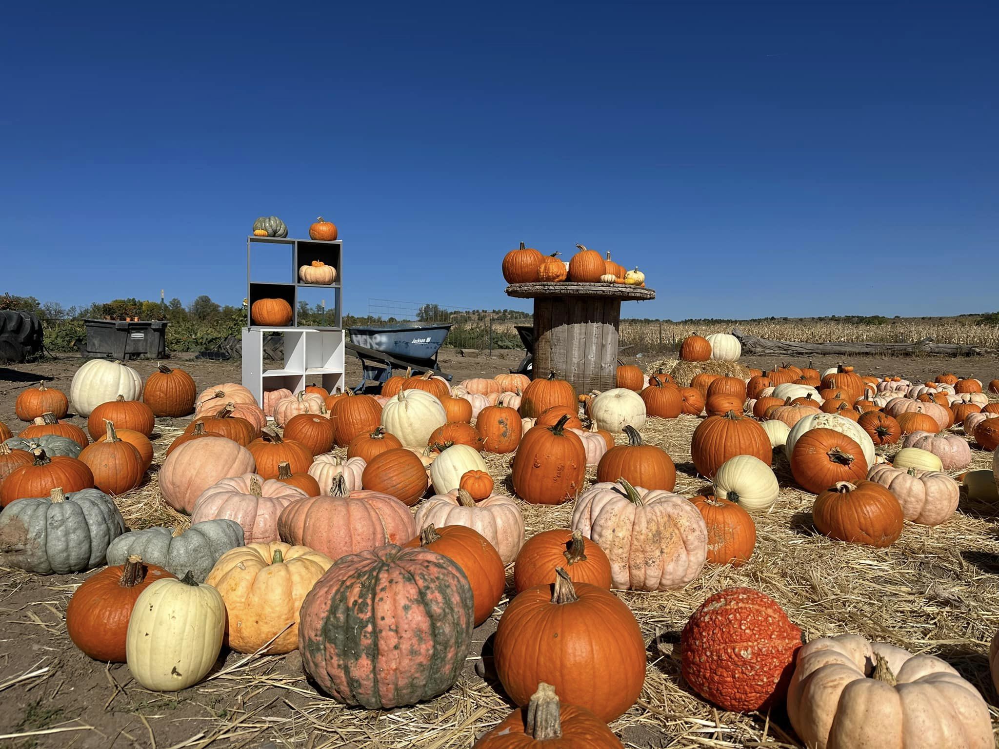 Farmington New Mexico Pumpkin Patch