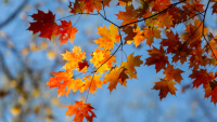Celebrating Fall in Farmington, New Mexico