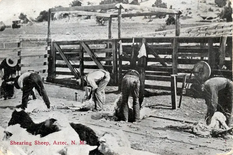 Unspun Tales: Sheep in San Juan County