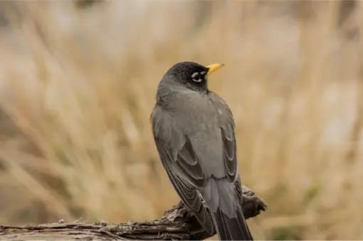 Birds of Farmington Slideshow