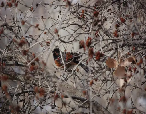Bird Walk