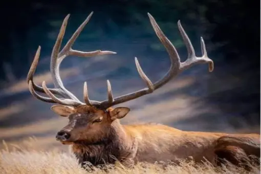 Rocky Mountain Elk Foundation Event