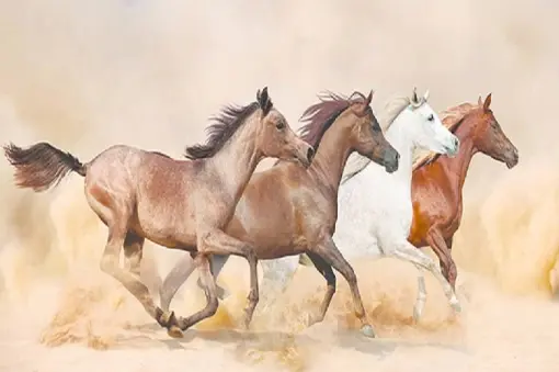Equestrian Training Sessions