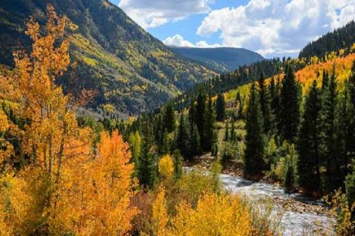 Fall Colors