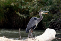 Bird watching in New Mexico