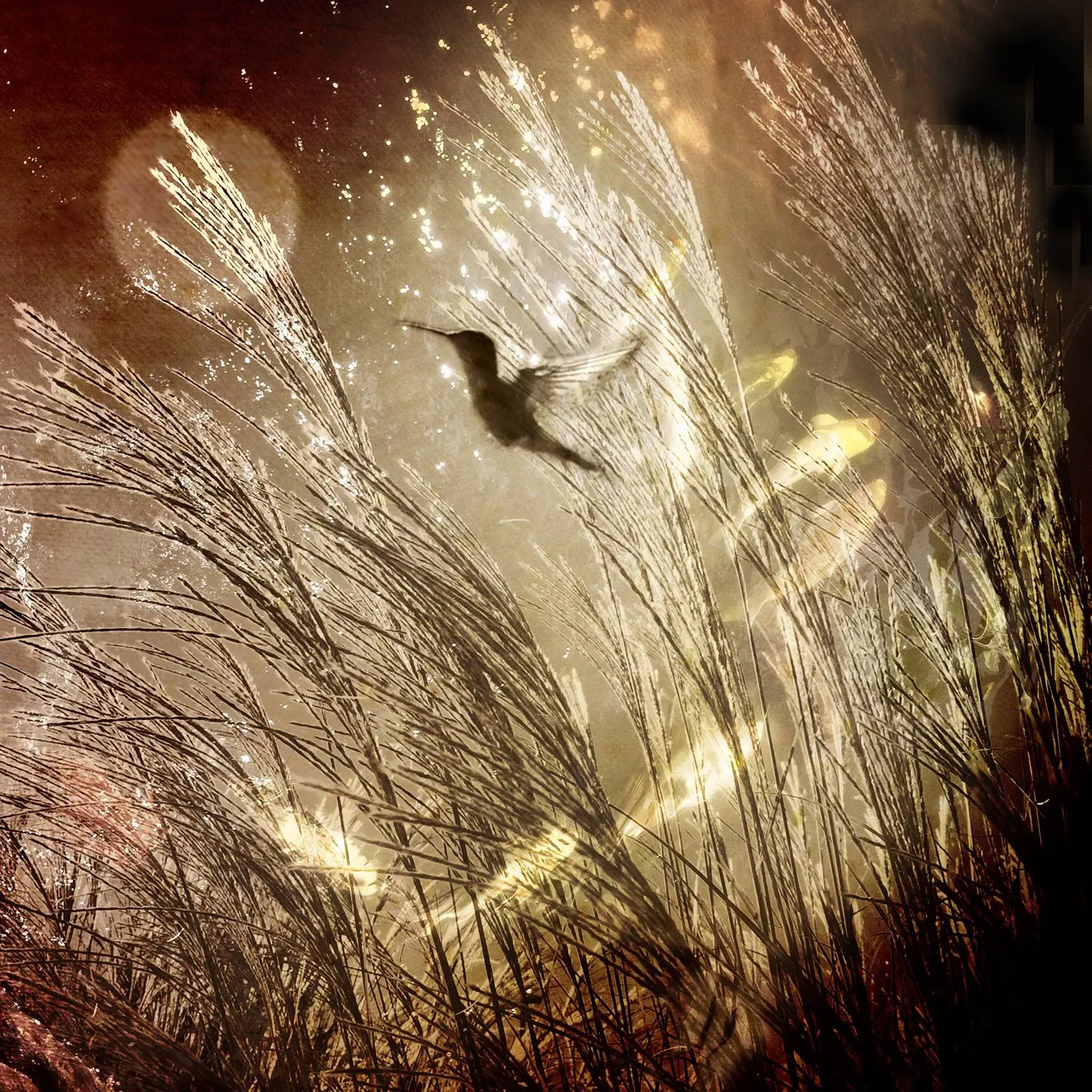 Karen Willeto