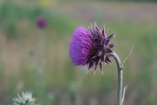 Annual Invasive Weed CEU Symposium