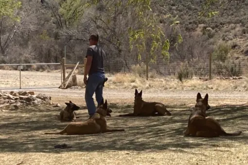 Monthly Dog Training Group