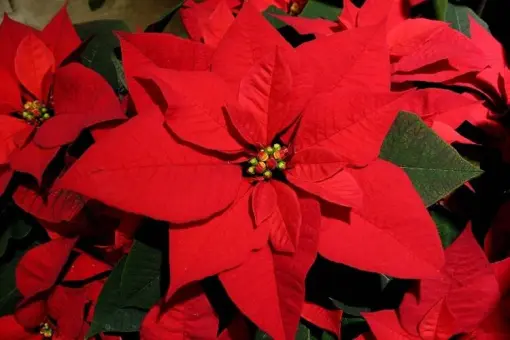 Annual Poinsettia Craft Fair