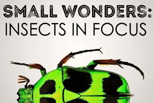Small Wonders: Insects in Focus