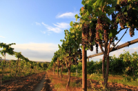 Exploring New Mexico’s Wineries