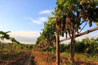 Wines of the San Juan