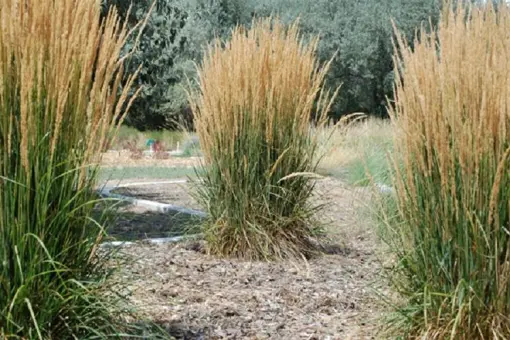 Herbs &amp; Xeriscape Garden Tours