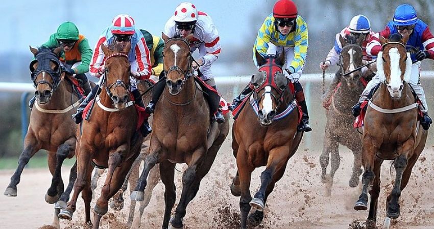 Live Horse Racing