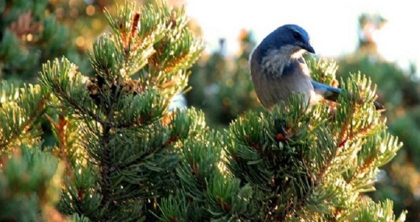 Audubon Christmas Bird Count