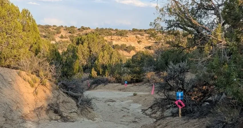 Chokecherry Scramble