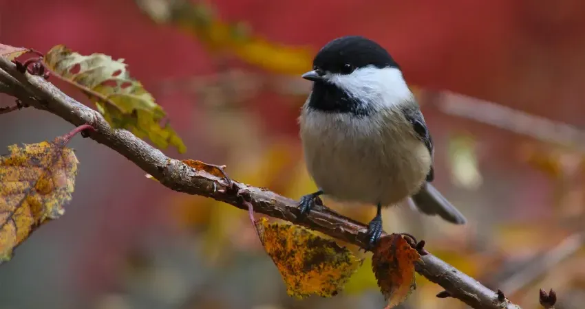 Fall Birds Along the Animas River