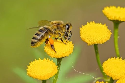 Let’s BEE Pollinator Pals!