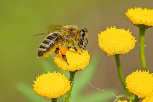 Bee Talk with Andrew