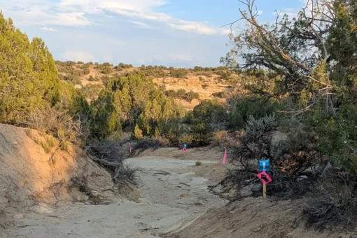 Chokecherry Scramble
