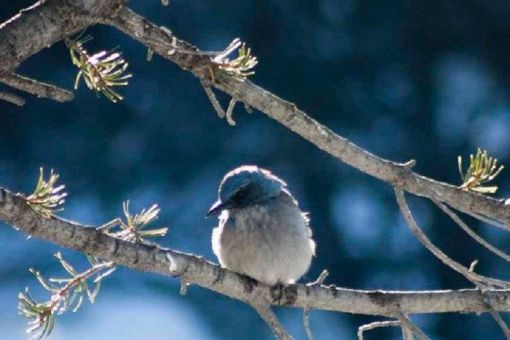 Winter Bird Walk