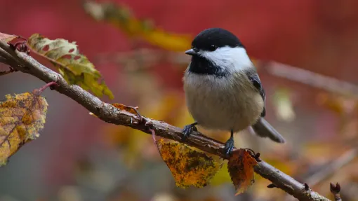 Fall Birds Along the Animas River