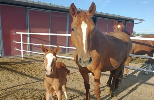 Hug a Horse Day