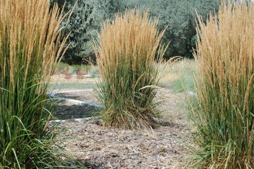 Traditional Knowledge of Plants