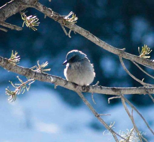 Chaco Canyon Christmas Bird Count