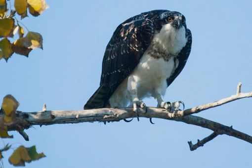 Brown Bag Birding