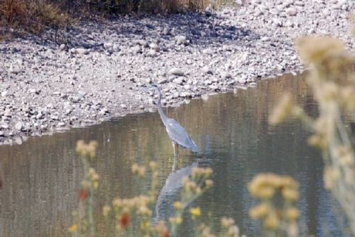 Summer Bird Walk