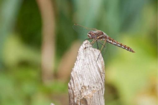 Dragonfly Walk