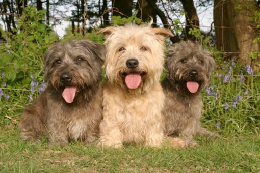 Durango Kennel Club Dog Show