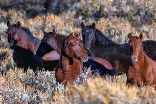 RAMBO of the Carracas Mesa: A History of the Jicarilla Mustangs and Mustangers