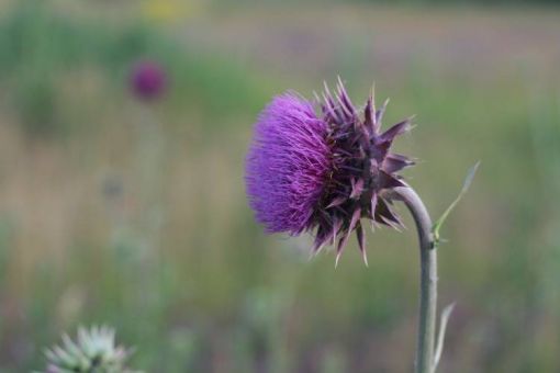 Annual Invasive Weed CEU Symposium