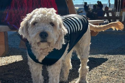 Locke Street Eats' Dog Show