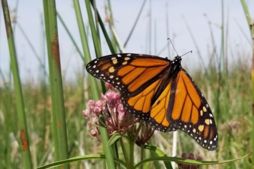 Monarch Conservation in the Four Corners