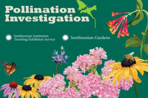 Pollination Investigation Poster Exhibition