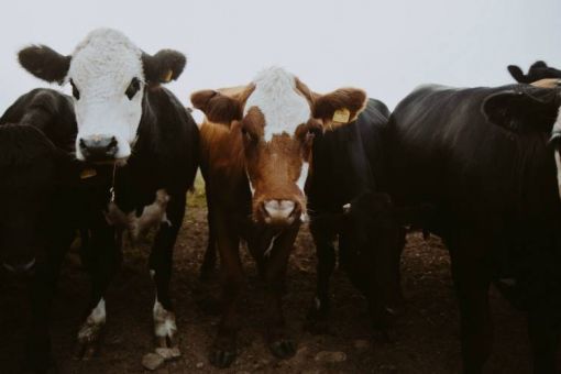 Annual Beef Symposium