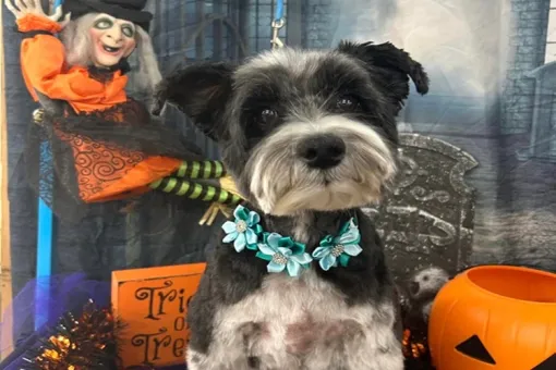 Spooky Paws for a Cause