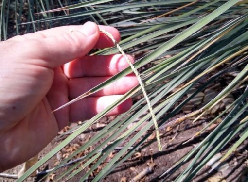 Yucca Cordage Workshop