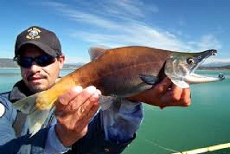 Fly Fishing for Kokanee Salmon in Colorado